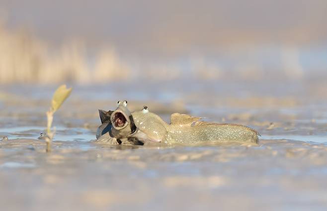 Emma Parker, 머드팩은 즐거워/The Comedy Wildlife Photography Awards 2025