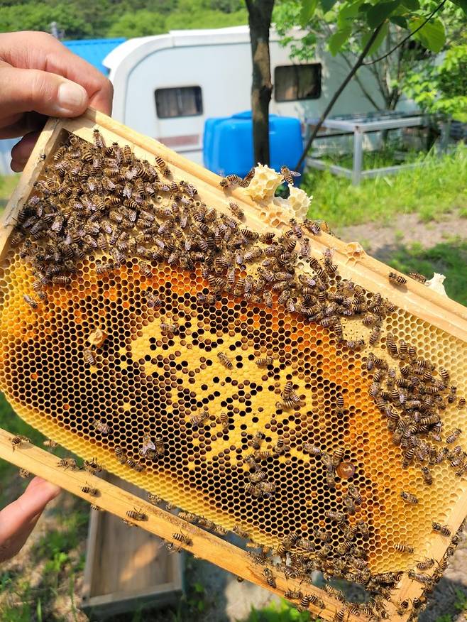 벌통에서 꺼낸 토종벌 벌집. 노란색으로 닫힌 부분은 애벌레가 자라는 곳이다. 주황색은 꽃가루다. 사진=최용준 기자