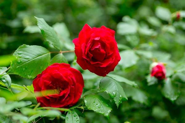 장미향을 맡으면 기억력 등 뇌 기능 향상 효과가 있다./사진=클립아트코리아