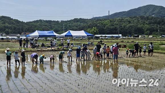 지난달 30일 대송면 장동리 논에서 '어린이 농부학교' 수업의 하나로 논농사 실습 교육을 진행했다.  [사진=포항시청]