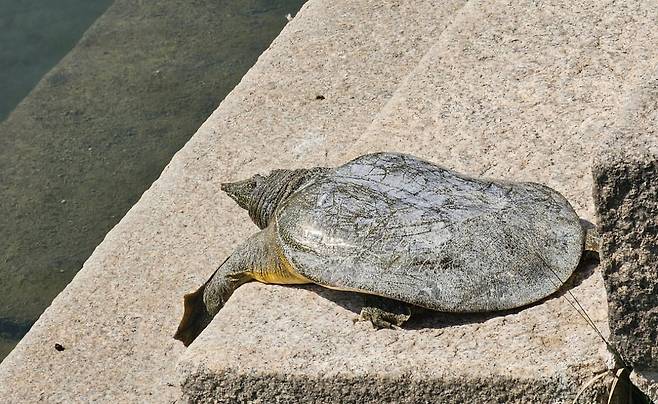 5월 30일 경복궁 경회루에 등장한 자라. 사진=경복궁 X