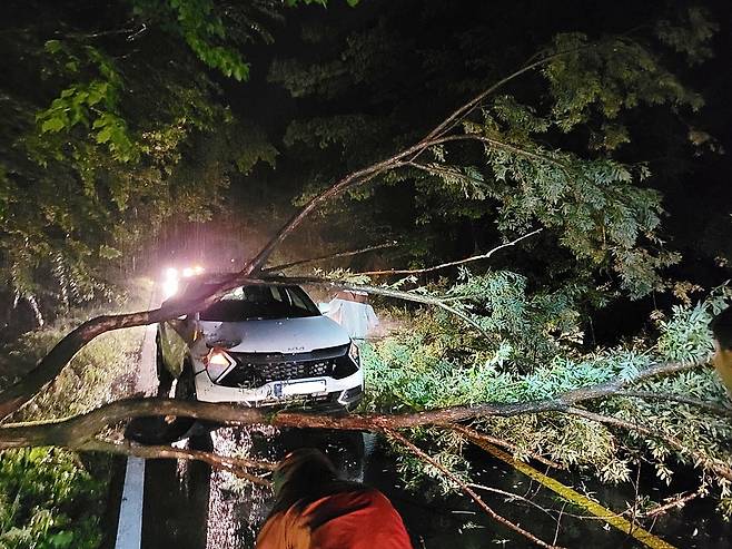 2일 오후 제주 산록북로에서 가로수가 인근을 지나던 차량을 덮치는 사고가 발생했다. 제주소방안전본부 제공