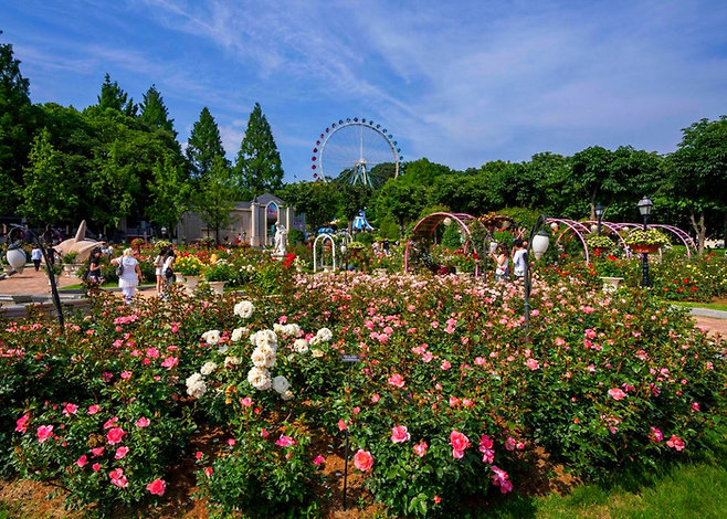 에버랜드 로로티 장미축제 현장/ 사진=삼성물산