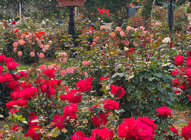 에버랜드 로로티 / 사진=김혜성 여행+ 기자