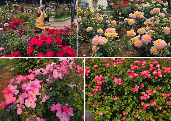 에버랜드 로로티 장미 / 사진=김혜성 여행+ 기자