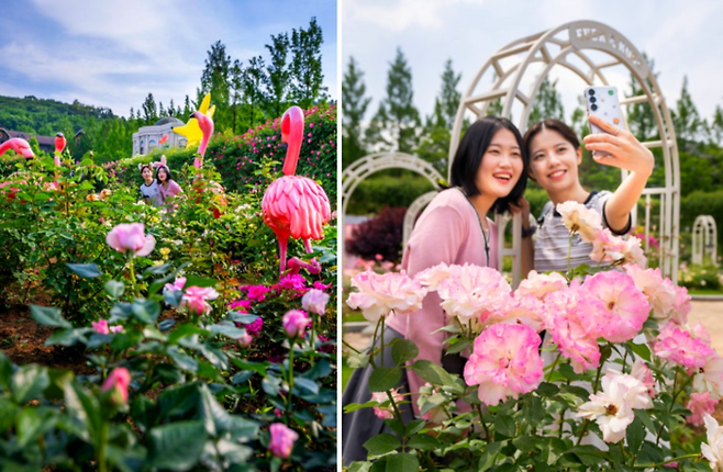 에버랜드 로로티 / 사진=삼성물산