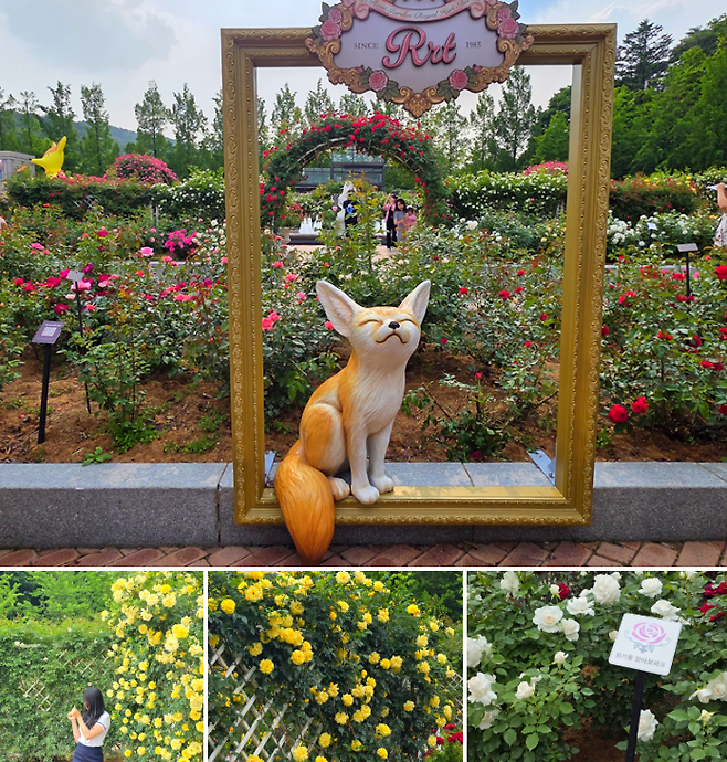 에버랜드 로로티 현장 사진 / 사진=삼성물산