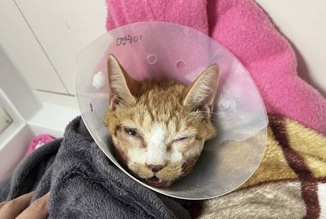 명숙이가 하악골절 교정술 등의 수술을 받은 모습.  동물권행동 카라