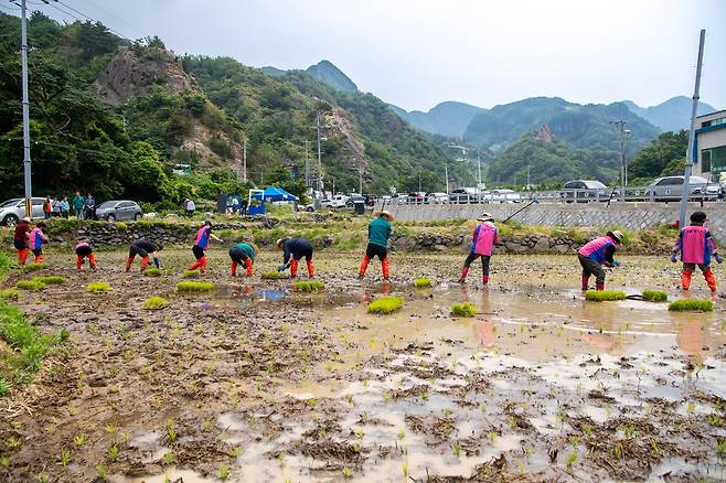 울릉군 내 각급 기관단체 임직원들이 손모내기에 참여하고 있다 [울릉군 제공]