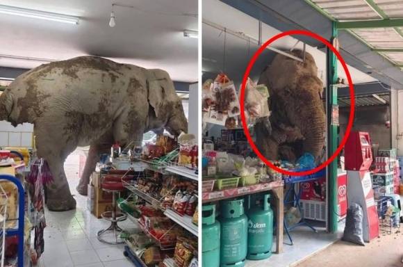 현지시간으로 2일 오후 태국 나콘 랏차시마주(州)에 있는 한 편의점으로 음식을 찾아 들어온 야생 코끼리가 카메라에 포착됐다. 방콕포스트 제공