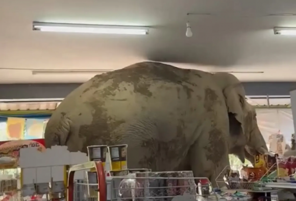 현지시간으로 2일 오후 태국 나콘 랏차시마주(州)에 있는 한 편의점으로 음식을 찾아 들어온 야생 코끼리가 카메라에 포착됐다. 방콕포스트 제공