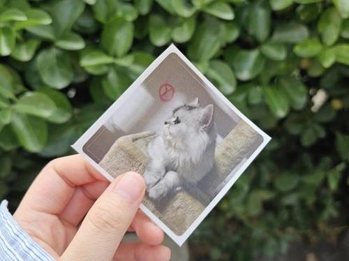 투표 인증 [독자 제공. 재판매 및 DB 금지]