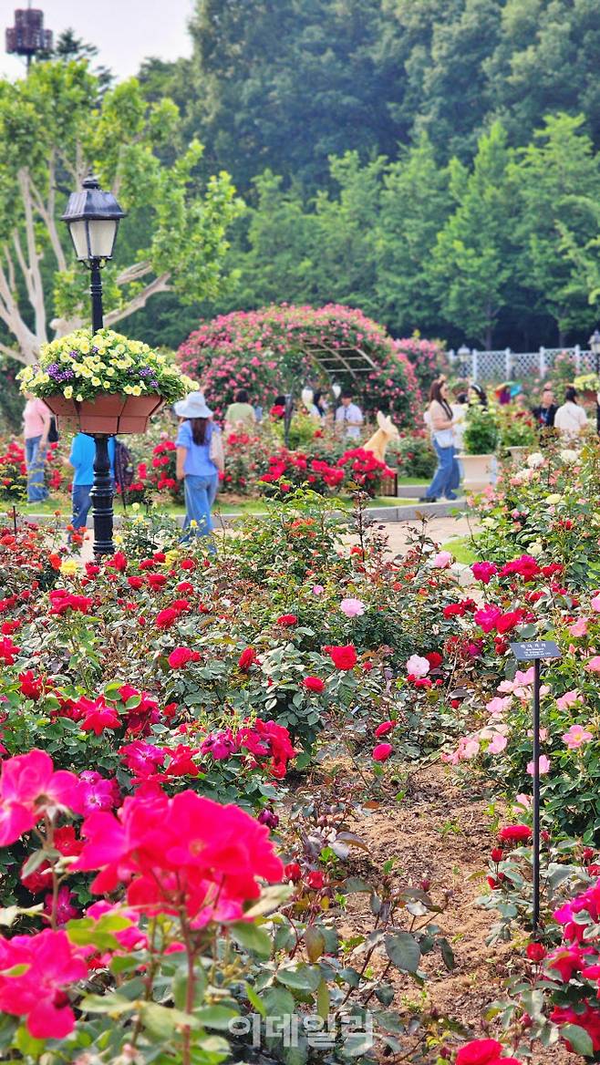 에버랜드 로로티 장미축제 현장