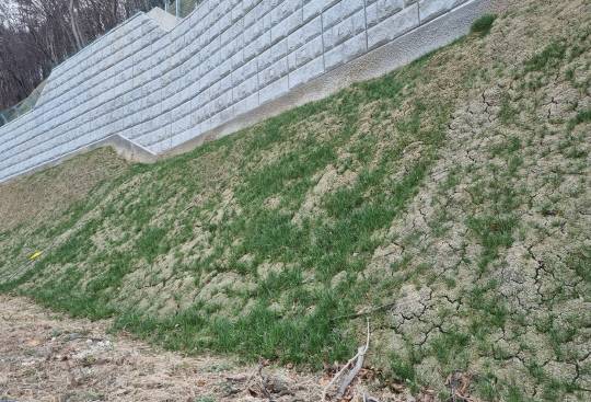 콘크리트 비탈면 생태복원기술을 적용해 시공한 뒤 7개월 경과 후 식생 상태. 지질자원연 제공