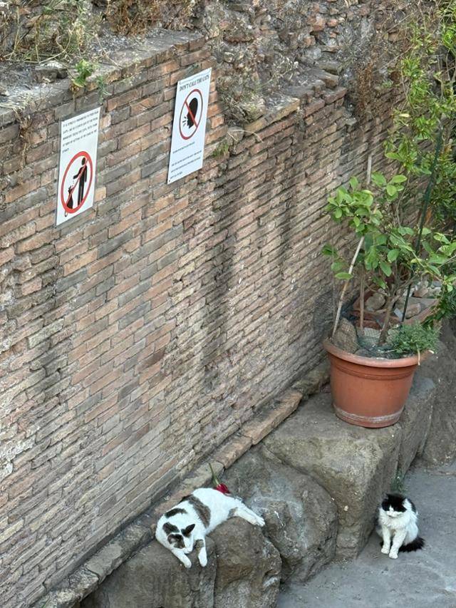 라르고 디 토레 아르헨티나 (Largo di Torre Argentina) 고양이 보호소의 고양이들 ⓒ천명선