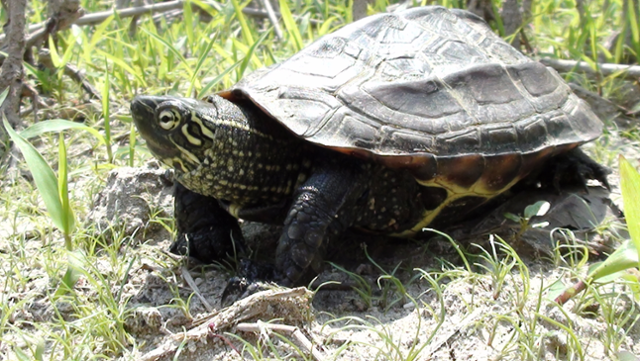 멸종위기 야생생물 2급인 남생이가 서식지 파괴와 생태계교란종과의 경쟁 등으로 크게 줄고 있다. 국립생물자원관 제공