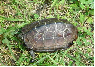 남생이는 다리에 있는 취선에서 악취 물질을 배출할 수 있고 필요한 경우 머리와 다리를 모두 등갑 안으로 숨겨 위험을 피할 수 있다. 국립생물자원관 제공