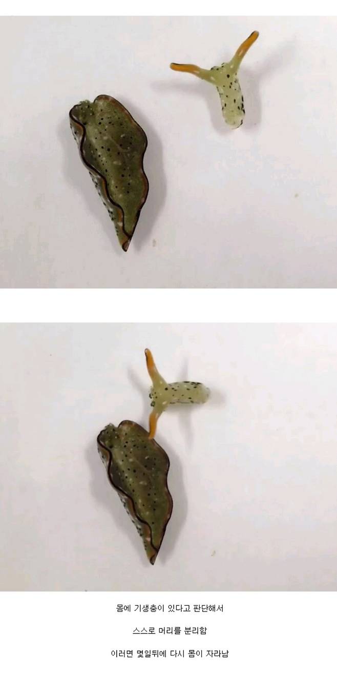 Screenshot_20250603-100323_Whale.jpg 기생충에 감염된 달팽이의 최후의 수단.JPG