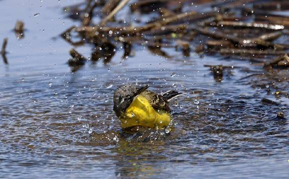 연일 초여름 날씨가 이어지고 있는 지난달 21일 강원 강릉시 경포호 습지에서 여름 철새인 노랑할미새가 요란한 목욕을 하고 있다. [사진=연합뉴스]