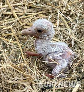 일본 효고현립 황새고향공원에 보낸 알 5개 중 1마리가 부화한 모습.