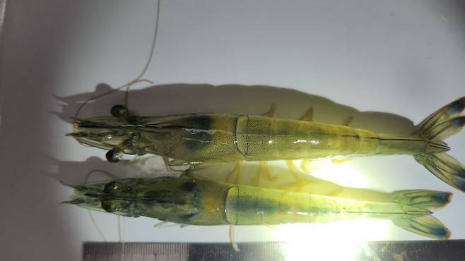 대하./사진제공=경기도