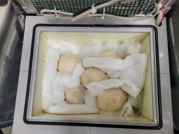 일본으로 이송될 황새알 5개가 휴대용 부화기에 들어있다. 예산군 제공