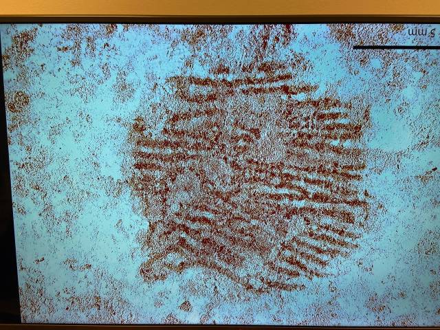 4만 3000년 전 가장 오래된 지문 흔적. / 출처=콤플루텐세 대학교