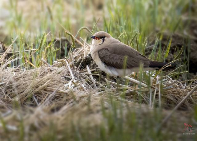 지난 4월 27일 울산 울주군 온양 남창들 묵논에서 포착된 제비물떼새. 사진제공=조현표 새통신원