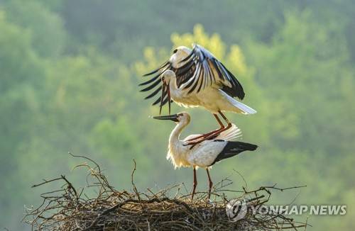 충남 예산 황새 [연합뉴스 자료사진]