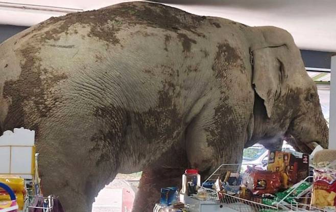 태국에서 배고픈 야생 코끼리가 편의점에 난입해 음식을 먹어치우고 유유히 떠나는 진풍경이 벌어졌다. /AP통신