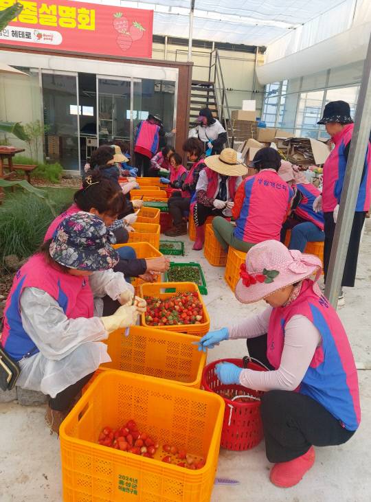 생활개선회홍성군연합회 회원들이 수확한 딸기를 손질하고 있다. 홍성군 제공.