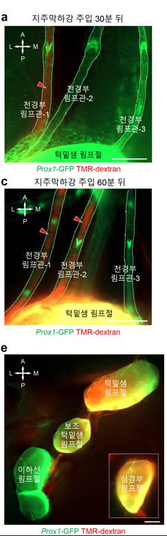 각 림프절에서 시간 경과에 따는 형광강도 변화 모습으로, 뇌척수액의 절반 가량이 천경부 림프절로 배출됐다. IBS 제공