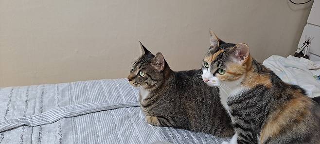 8704f529cd52e78b6c292ed3bcd23940.jpg 오랜만에 나비 신비 생존신고!!