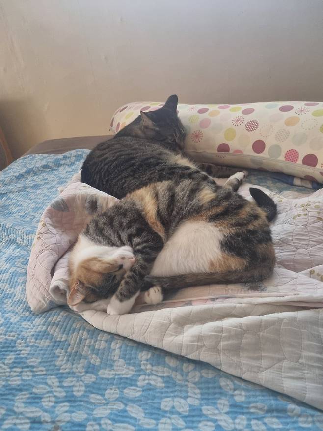 KakaoTalk_20250605_145843515_05.jpg 오랜만에 나비 신비 생존신고!!