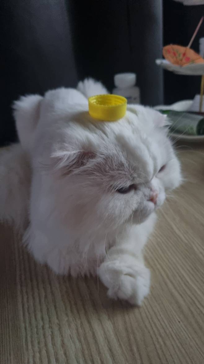 고양이는 머리 위 병뚜껑 올리면 가만히 있는다고 합니다.
