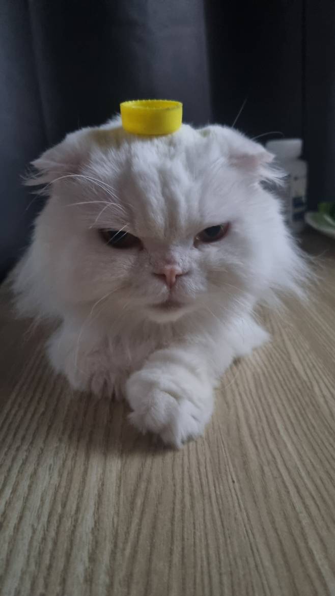 고양이는 머리 위 병뚜껑 올리면 가만히 있는다고 합니다.