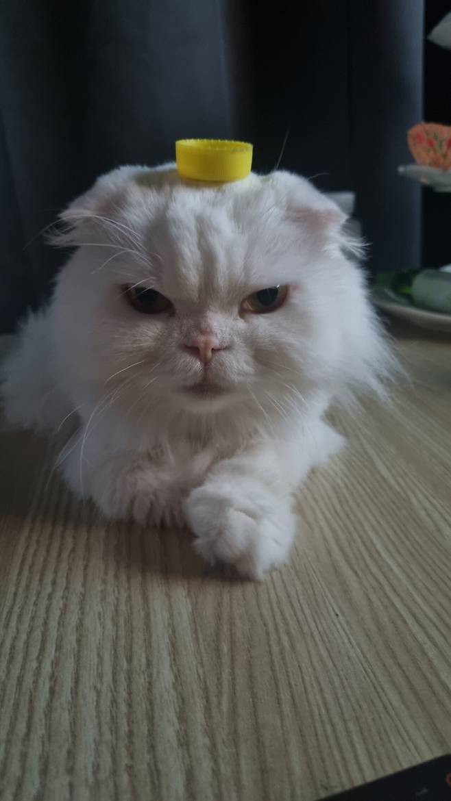 고양이는 머리 위 병뚜껑 올리면 가만히 있는다고 합니다.