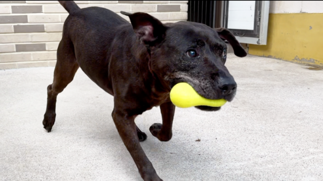 동물자유연대 '온센터'에서 보호받고 있는 개 '두유'의 모습. 두유는 지난 2015년 투견 현장에서 발견돼 구조된 개체다. 동그람이 정진욱