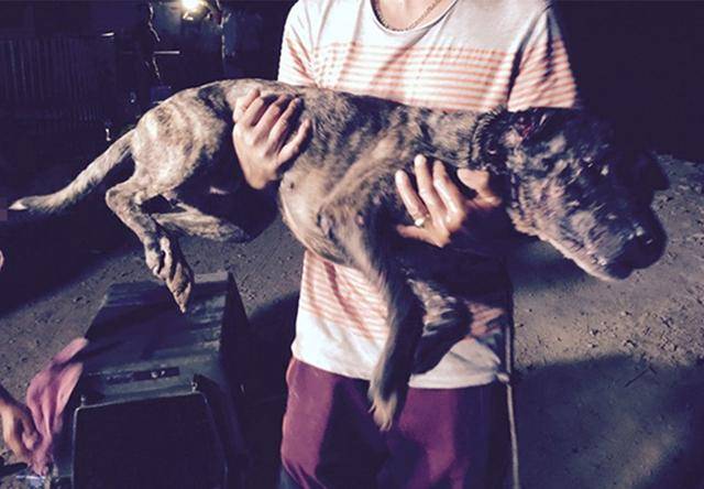 두유는 지난 2015년 9월, 불법 투견장이 적발된 현장에서 구조됐다. 이 현장은 당시 SBS 'TV동물농장'을 통해 전국에 알려졌다. 동물자유연대 제공