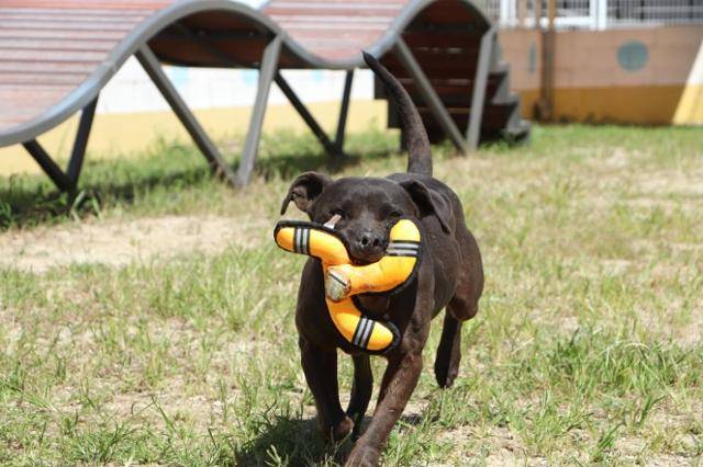 두유는 사람이 던져주는 장난감을 물어오기 좋아하는 평범한 반려견이었다. 동물자유연대 제공