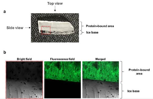 얼음에 부착된 얼음결합 단백질. 형광 현미경을 이용해 관찰했다. [사진=극지연구소]