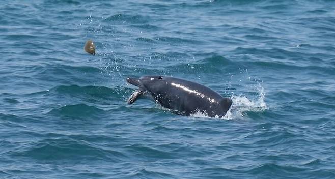제주남방큰돌고래 ‘턱이’의 생전 모습. 다큐제주 제공