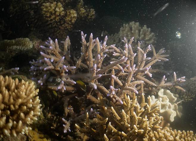 호주 퀸즈랜드주의 산호 보호, 인공 확산 프로젝트