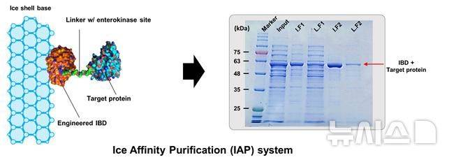 [서울=뉴시스] 얼음결합 단백질을 단백질 정제 태그로 이용해 재조합 단백질을 정제하는 새로운 기술 모식도.