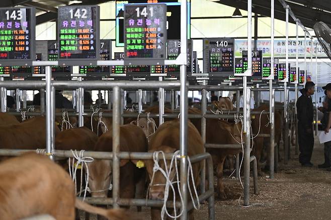 [남원=뉴시스] 남원가축시장에 거래 대상 가축마다 상태 및 상황을 알리는 전광판이 설치돼 있다. (사진=남원시 제공) 2025.06.05. photo@newsis.com *재판매 및 DB 금지