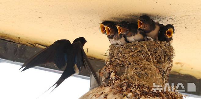 [인천=뉴시스] 전진환 기자 = 5일 인천 남동구 소래포구어시장의 한 상가 조명 위 둥지에서 새끼 제비들이 어미새가 물어다주는 먹이를 받아 먹고 있다. 2025.06.05.  amin2@newsis.com