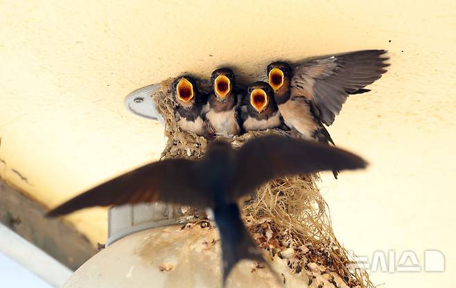 [인천=뉴시스] 전진환 기자 = 5일 인천 남동구 소래포구어시장의 한 상가 조명 위 둥지에서 새끼 제비들이 어미새가 물어다주는 먹이를 받아 먹고 있다. 2025.06.05.  amin2@newsis.com