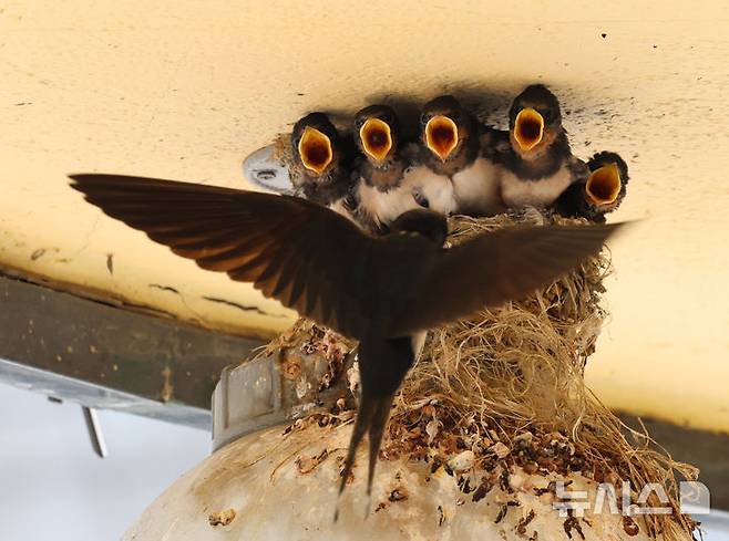 [인천=뉴시스] 전진환 기자 = 5일 인천 남동구 소래포구어시장의 한 상가 조명 위에 둥지를 마련한 어미 제비가 새끼들에게 먹이를 물어다 주고 있다. 2025.06.05.  amin2@newsis.com