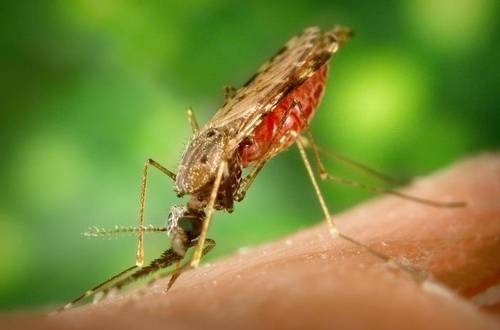 기후변화로 인해 말라리아, 황열병, 뎅기열 등을 옮기는 모기의 서식지가 점점 확대되고 있다. ﻿   미국 질병통제예방센터(CDC) 제공