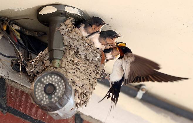 지난달 29일 충남 논산시 양촌면의 한 식당 CCTV 위에 둥지를 튼 제비가 새끼들에게 먹이를 물어다 주고 있다. /신현종 기자